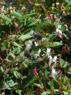 Lonicera japonica repens