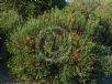 Banksia ericifolia macrantha