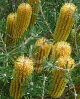 Banksia spinulosa neoanglica