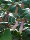 Correa lawrenceana cordifolia