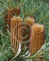Banksia spinulosa Honey Pots