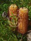 Banksia spinulosa Honey Pots