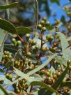 Eucalyptus ebbanoensis