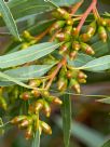 Eucalyptus famelica
