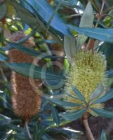Banksia conferta