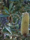 Banksia conferta