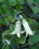 Correa Ivory Bells