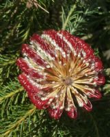 Banksia ericifolia Bronzed Aussie