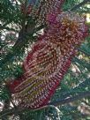 Banksia ericifolia Bronzed Aussie