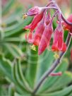 Cotyledon orbiculata oblonga