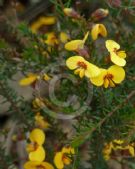 Dillwynia 'trichopoda'