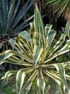 Agave americana Variegata