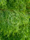 Acacia cognata Emeraldcurl