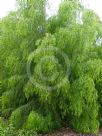 Acacia cognata Emeraldcurl