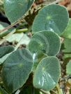 Begonia peltata