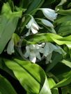 Crinum moorei Alba