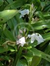 Crinum moorei Alba