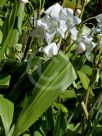 Crinum moorei Alba