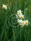Narcissus Division 4 Cheerfulness