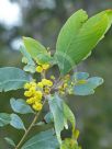 Acacia bancroftiorum