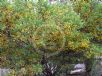Acacia brachybotrya