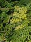 Acacia chrysotricha