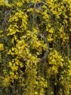 Acacia cultriformis Cascade