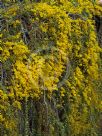 Acacia cultriformis Cascade