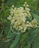 Acacia falciformis