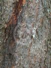 Acacia falciformis