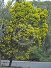 Acacia filicifolia