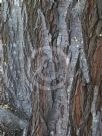 Acacia glaucocarpa