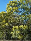 Acacia leucoclada argentifolia
