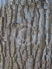 Acacia linearifolia