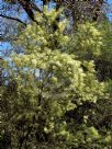 Acacia linifolia