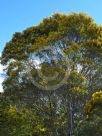 Acacia neriifolia