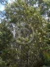 Acacia obtusifolia