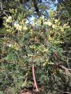 Acacia parvipinnula