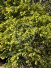 Acacia pubescens