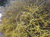 Acacia rhigiophylla