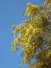 Acacia saligna