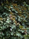 Acer pseudoplatanus Atropurpureum
