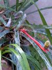 Aechmea pineliana