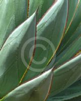 Agave Blue Glow