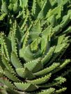 Aloe perfoliata