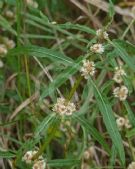 Alternanthera sessilis