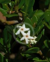 Alyxia buxifolia