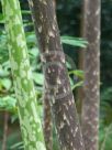 Amorphophallus konjac