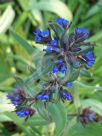 Anchusa officinalis