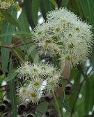 Angophora floribunda